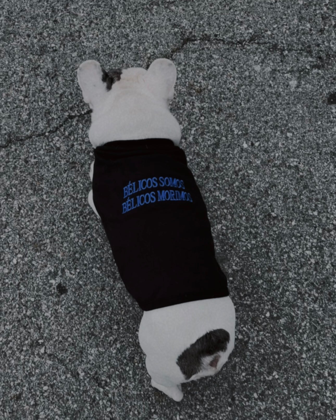 bélicos somos - dog vest